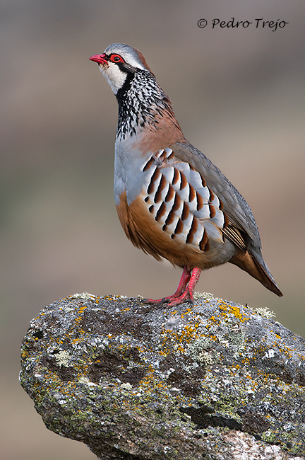 Perdiz roja  (Alectoris rufa)